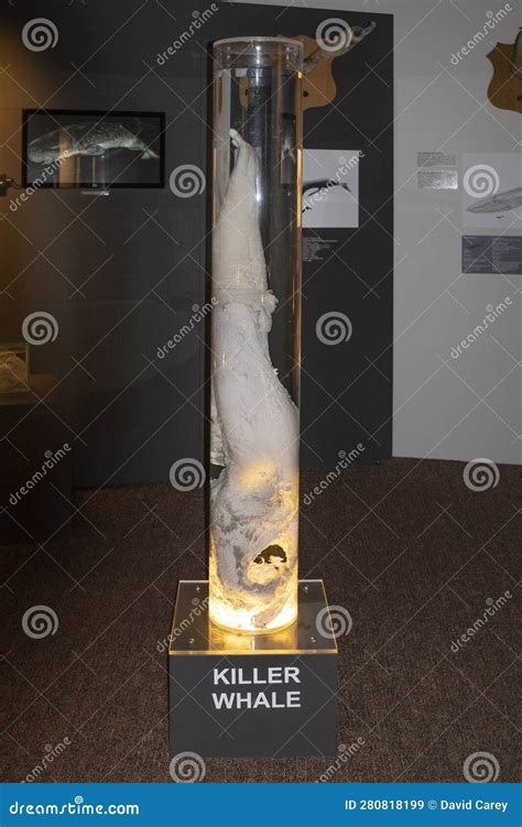 phallus de baleine|Musée phallologique islandais — Wikipédia